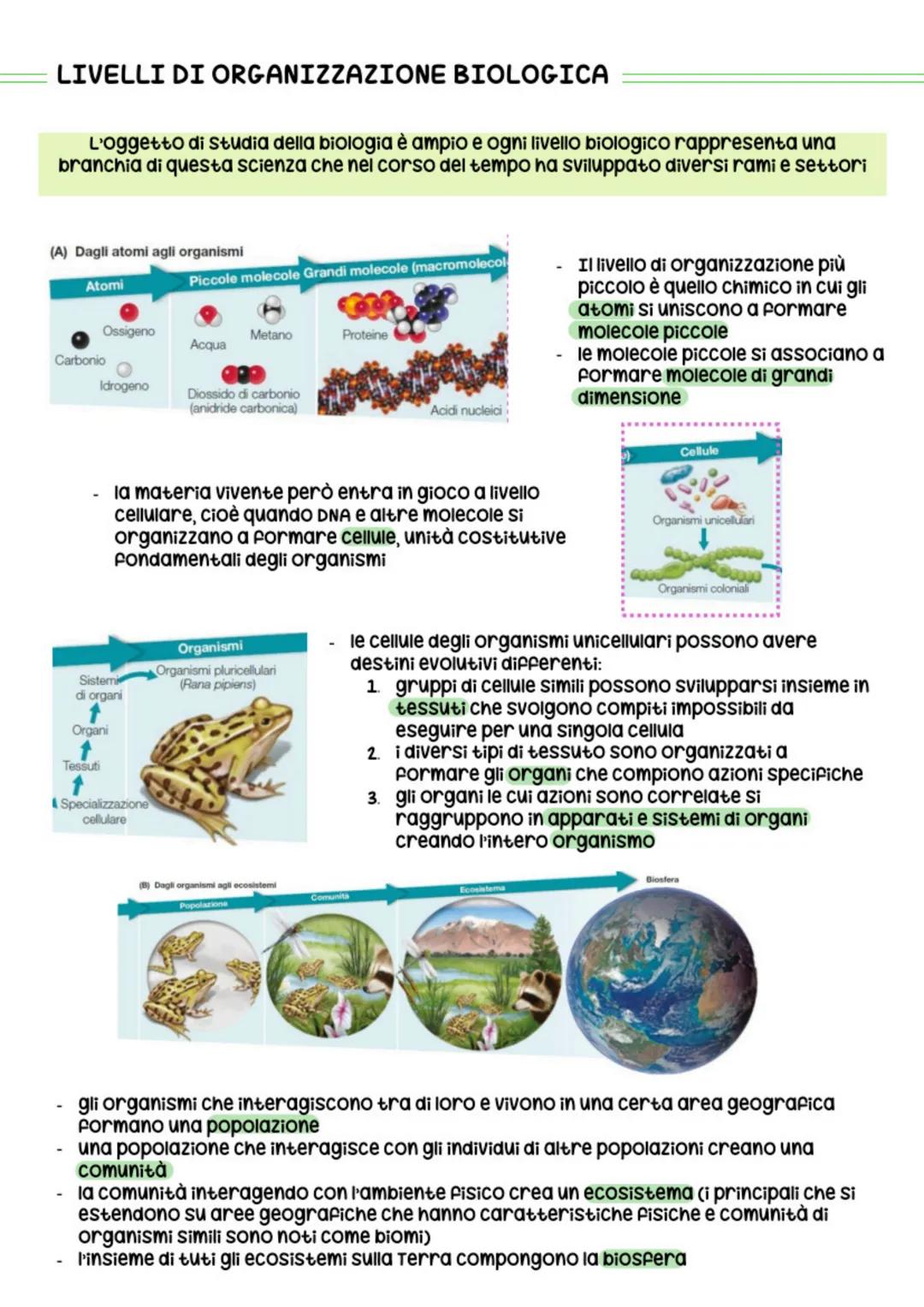 T
COMPOSITION BOOK
BIOLOGIA
CELL
IG. 153. Spi
tests, which ar
100 SHEETS
9.75 X 7.5 IN/24.76 X 19.0 CM
several cells of two fil
rophyll band