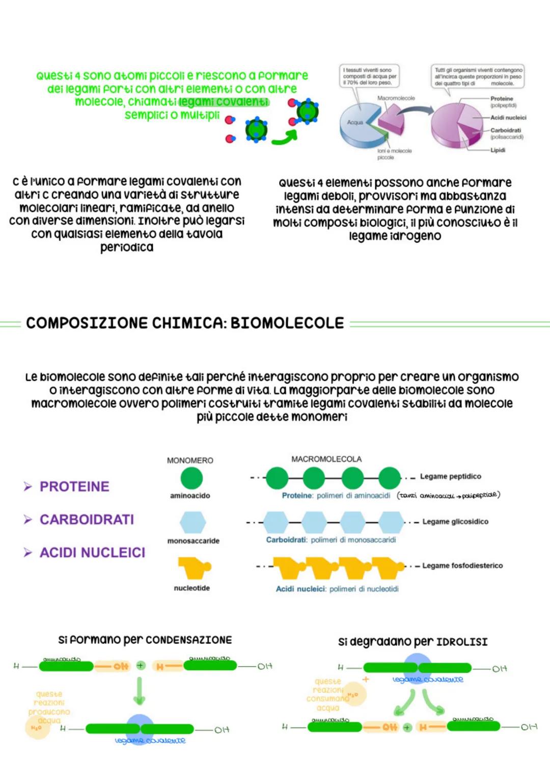 T
COMPOSITION BOOK
BIOLOGIA
CELL
IG. 153. Spi
tests, which ar
100 SHEETS
9.75 X 7.5 IN/24.76 X 19.0 CM
several cells of two fil
rophyll band