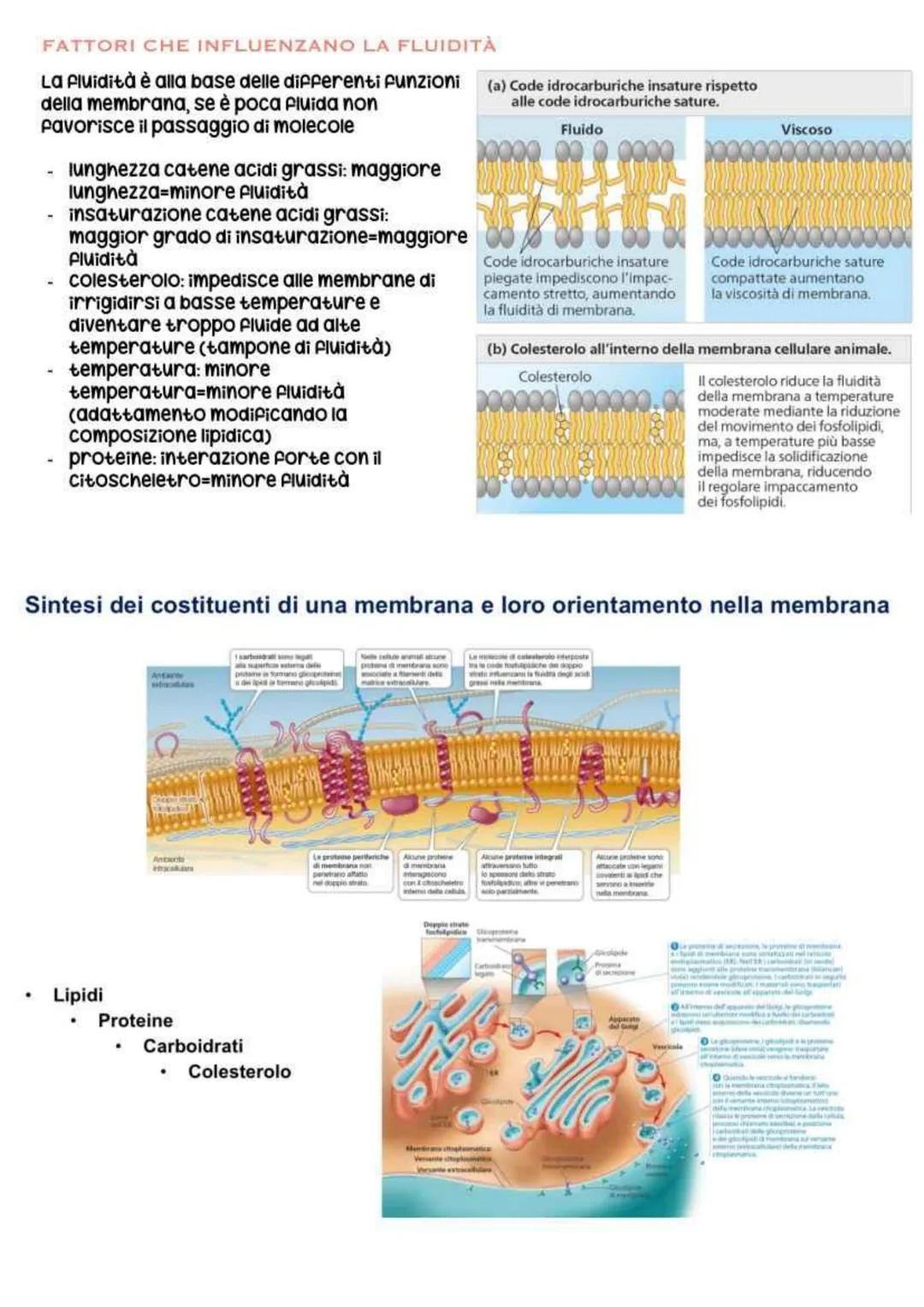 biologia parte 2 # la cellula
In generale (senza diffrenziare tra
procariote e eucariote), la cellula è la più
piccola unità vivente. Essa