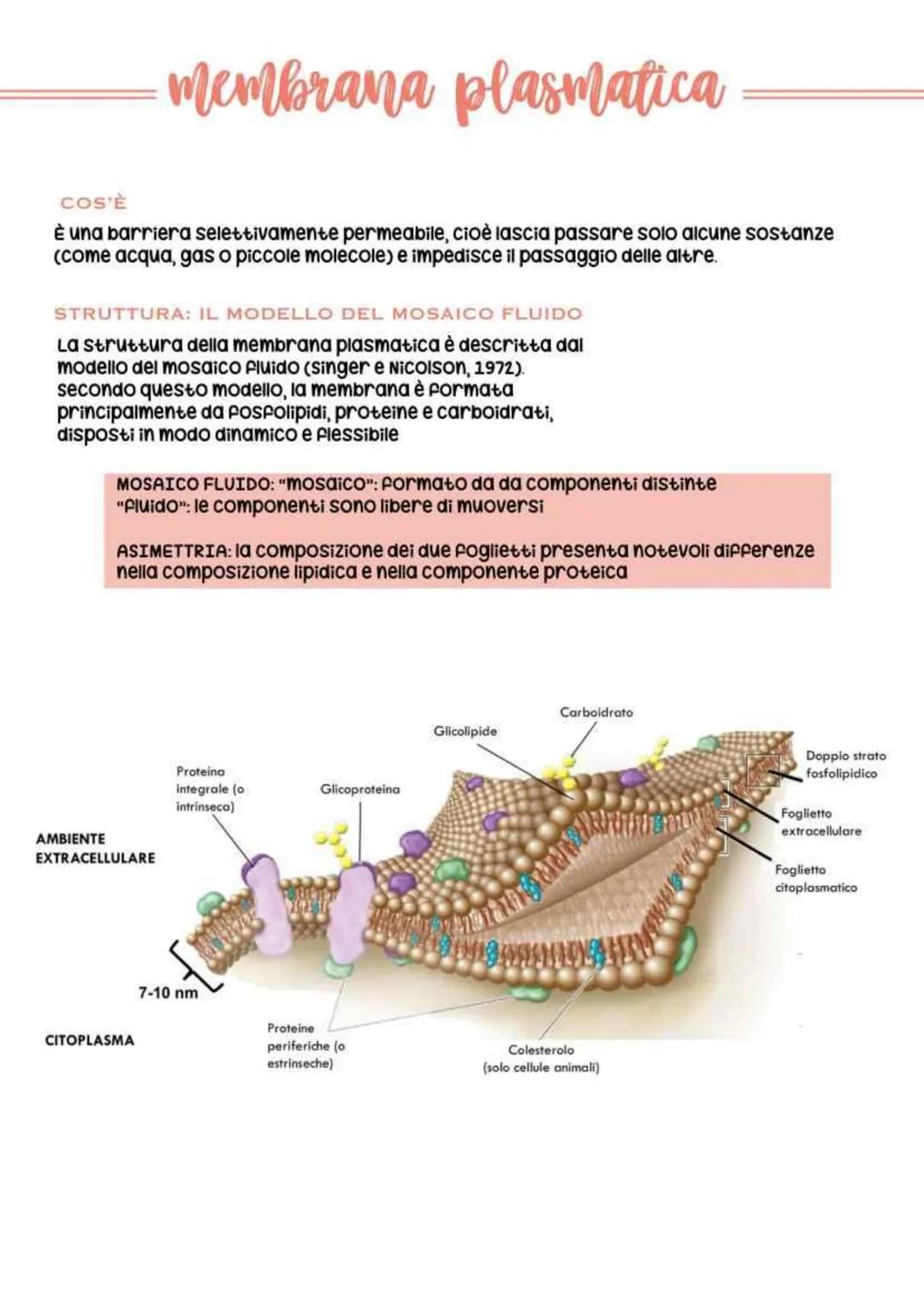 biologia parte 2 # la cellula
In generale (senza diffrenziare tra
procariote e eucariote), la cellula è la più
piccola unità vivente. Essa