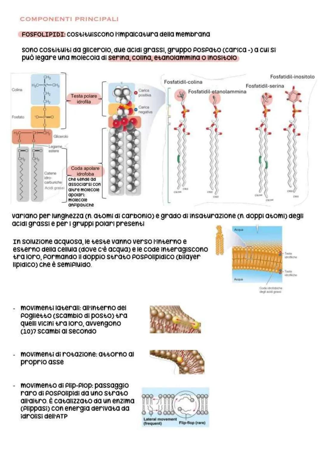 biologia parte 2 # la cellula
In generale (senza diffrenziare tra
procariote e eucariote), la cellula è la più
piccola unità vivente. Essa