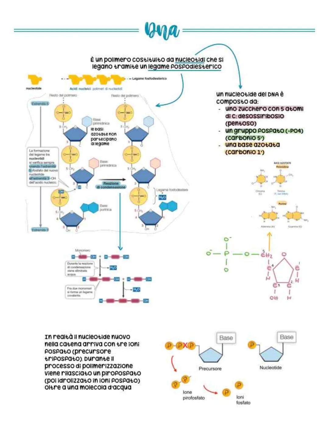 biologia parte 4 # dna
È un polimero costituito da nucleotidi che si
legano tramite un legame fosfodiesterico
Legame fosfodiesterico
nucl