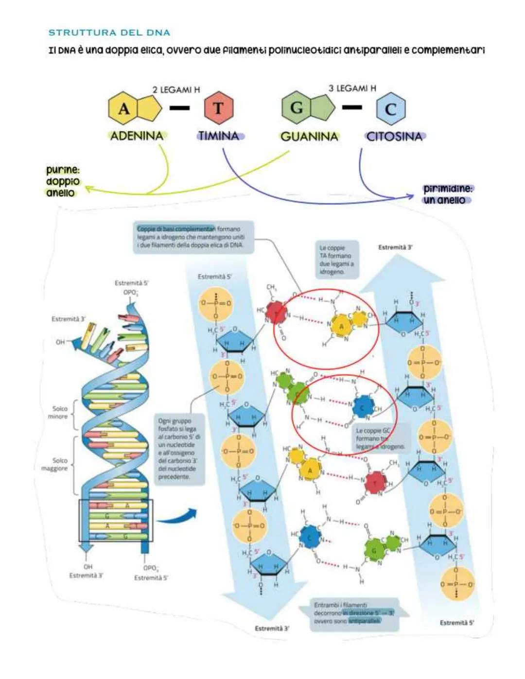 biologia parte 4 # dna
È un polimero costituito da nucleotidi che si
legano tramite un legame fosfodiesterico
Legame fosfodiesterico
nucl