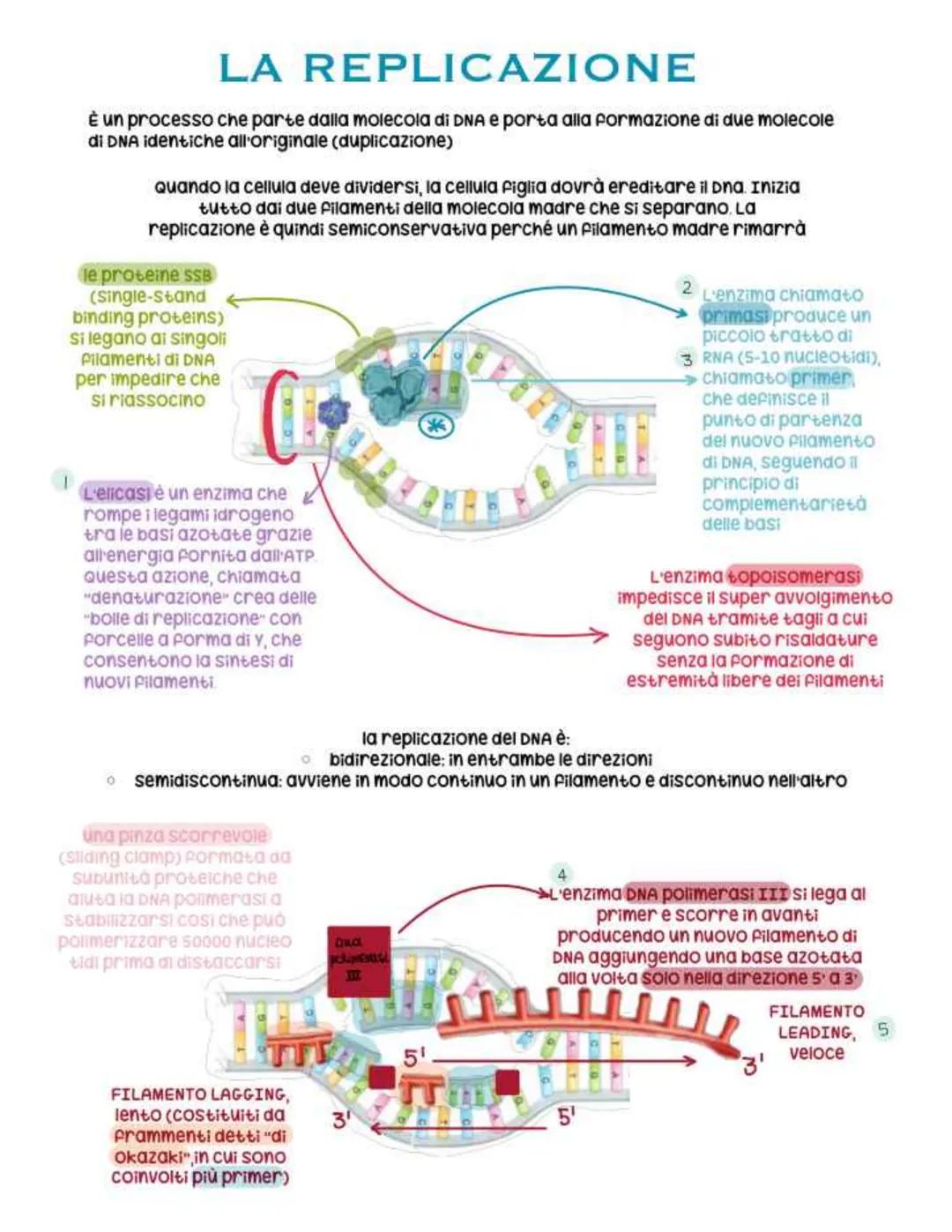 biologia parte 4 # dna
È un polimero costituito da nucleotidi che si
legano tramite un legame fosfodiesterico
Legame fosfodiesterico
nucl