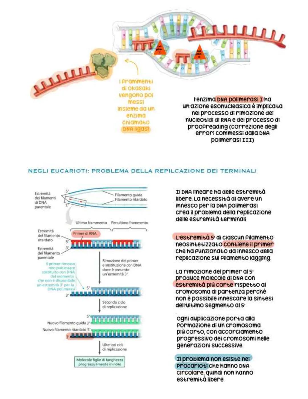 biologia parte 4 # dna
È un polimero costituito da nucleotidi che si
legano tramite un legame fosfodiesterico
Legame fosfodiesterico
nucl