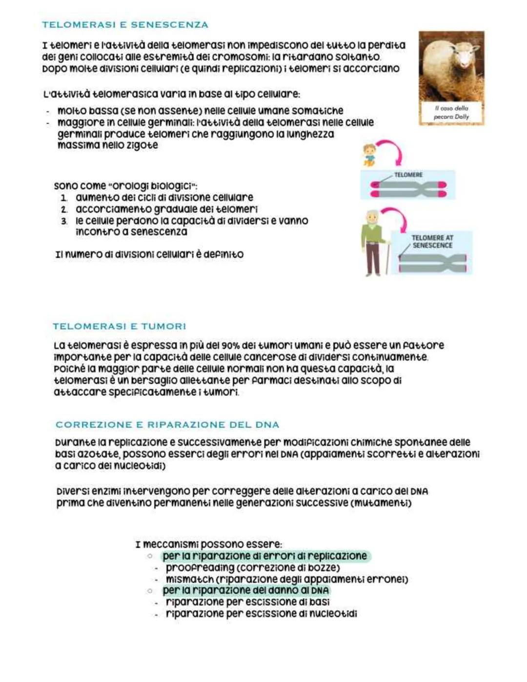 biologia parte 4 # dna
È un polimero costituito da nucleotidi che si
legano tramite un legame fosfodiesterico
Legame fosfodiesterico
nucl