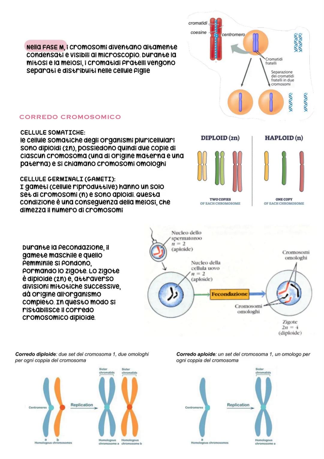 biologia parte 6 # divisione e ciclo cellulare
ogni essere vivente si distingue dalla materia inanimata per alcune caratteristiche
Fondamen