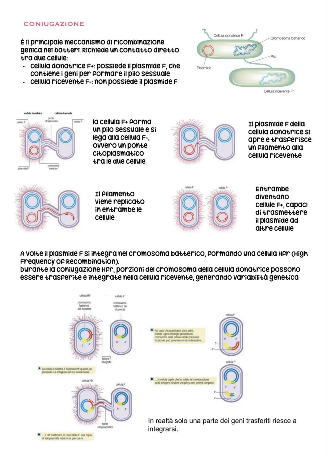 biologia parte 6 # divisione e ciclo cellulare
ogni essere vivente si distingue dalla materia inanimata per alcune caratteristiche
Fondamen
