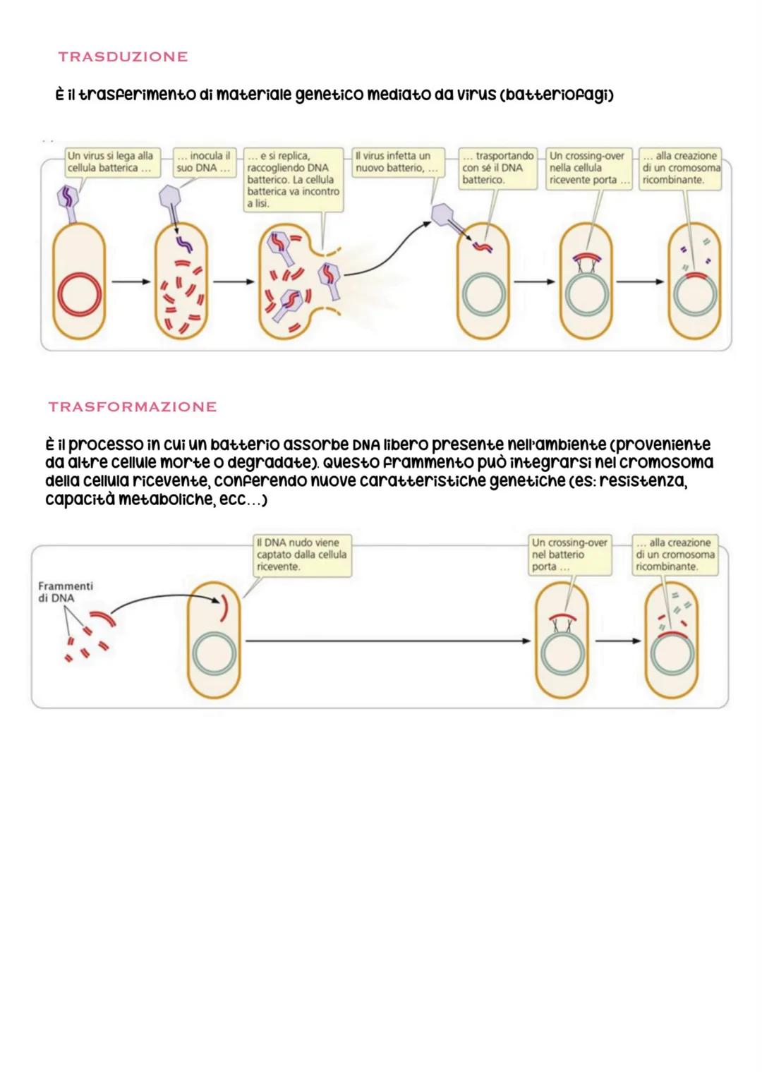biologia parte 6 # divisione e ciclo cellulare
ogni essere vivente si distingue dalla materia inanimata per alcune caratteristiche
Fondamen