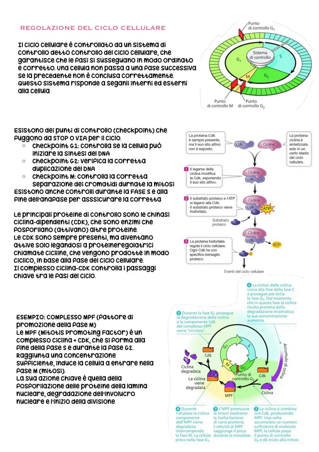 biologia parte 6 # divisione e ciclo cellulare
ogni essere vivente si distingue dalla materia inanimata per alcune caratteristiche
Fondamen