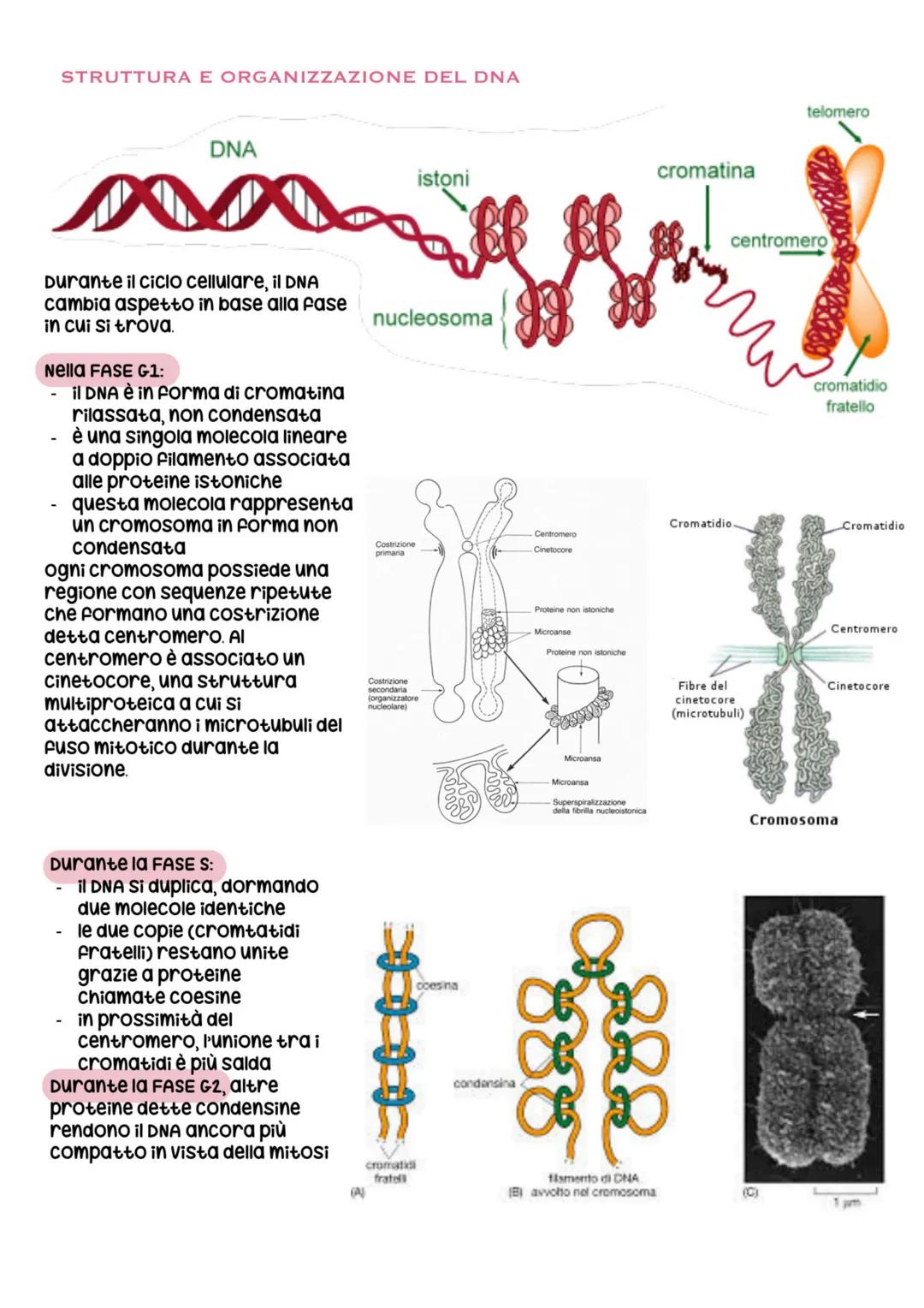 biologia parte 6 # divisione e ciclo cellulare
ogni essere vivente si distingue dalla materia inanimata per alcune caratteristiche
Fondamen