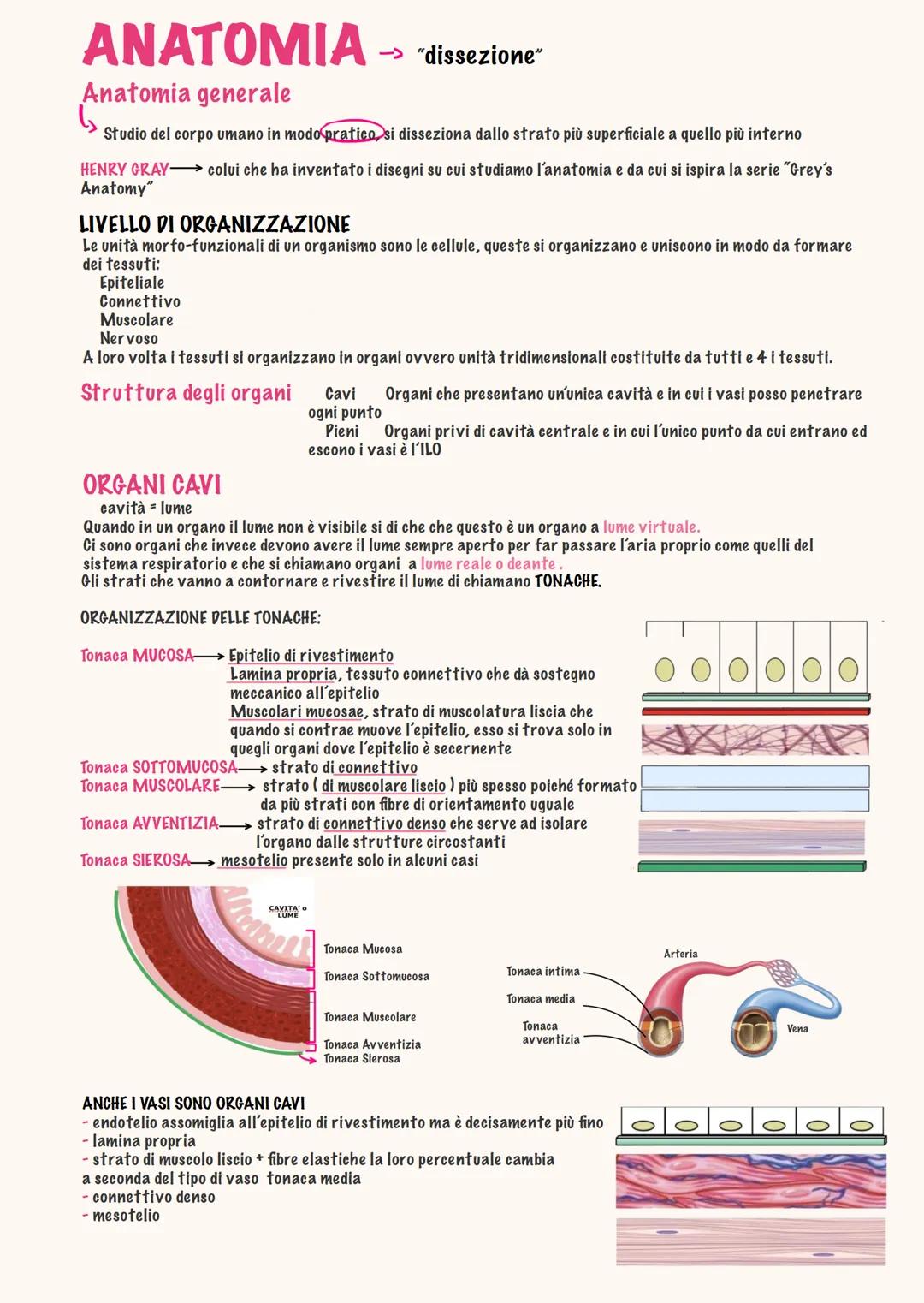 # ANATOMIA
Daria brothel - 2025 # ΑΝΑΤΟΜΙΑ → "dissezione"
Anatomia generale
دا
Studio del corpo umano in modo pratico, si disseziona da