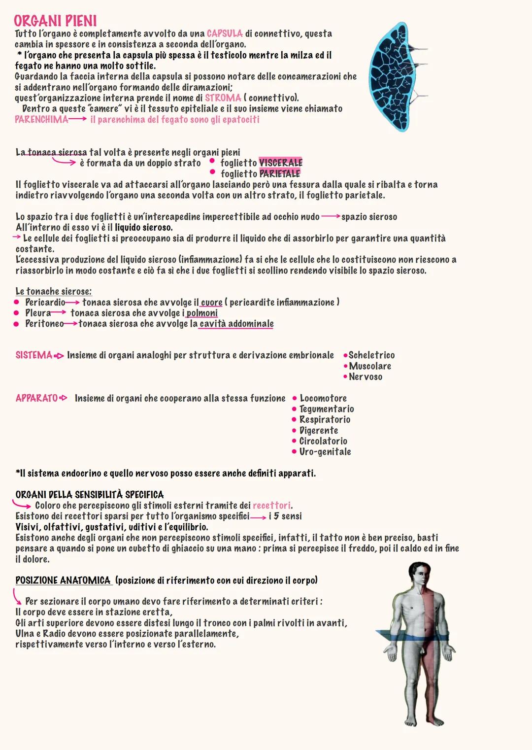 # ANATOMIA
Daria brothel - 2025 # ΑΝΑΤΟΜΙΑ → "dissezione"
Anatomia generale
دا
Studio del corpo umano in modo pratico, si disseziona da