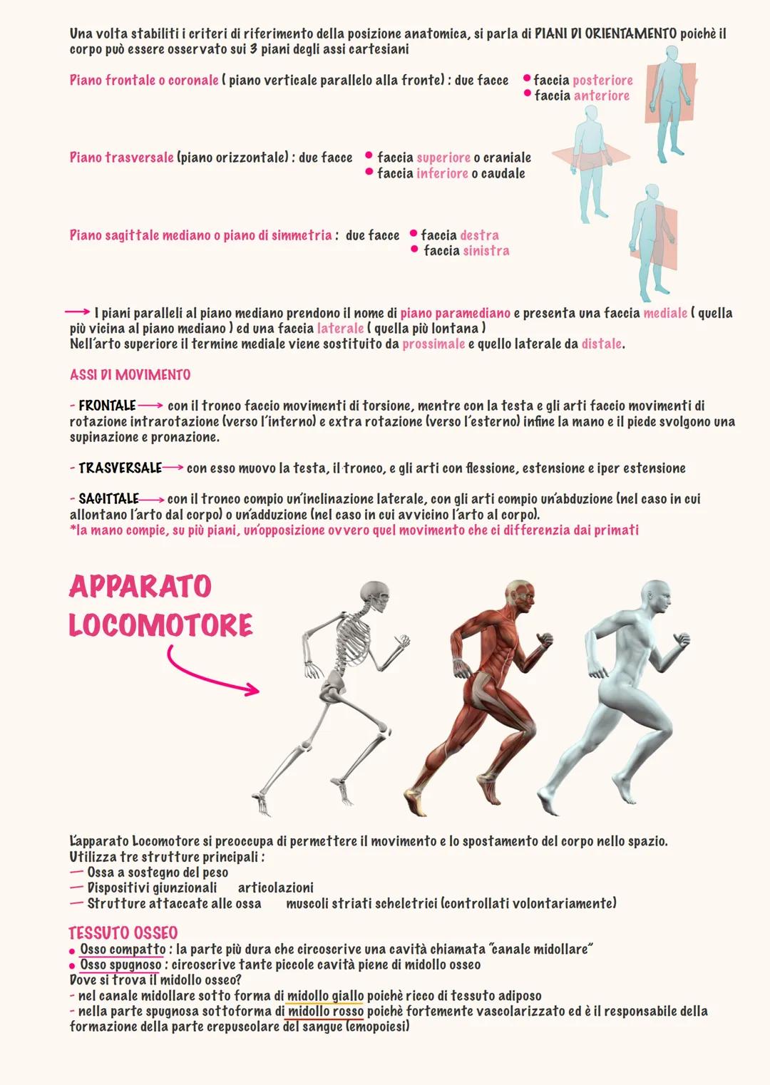 # ANATOMIA
Daria brothel - 2025 # ΑΝΑΤΟΜΙΑ → "dissezione"
Anatomia generale
دا
Studio del corpo umano in modo pratico, si disseziona da