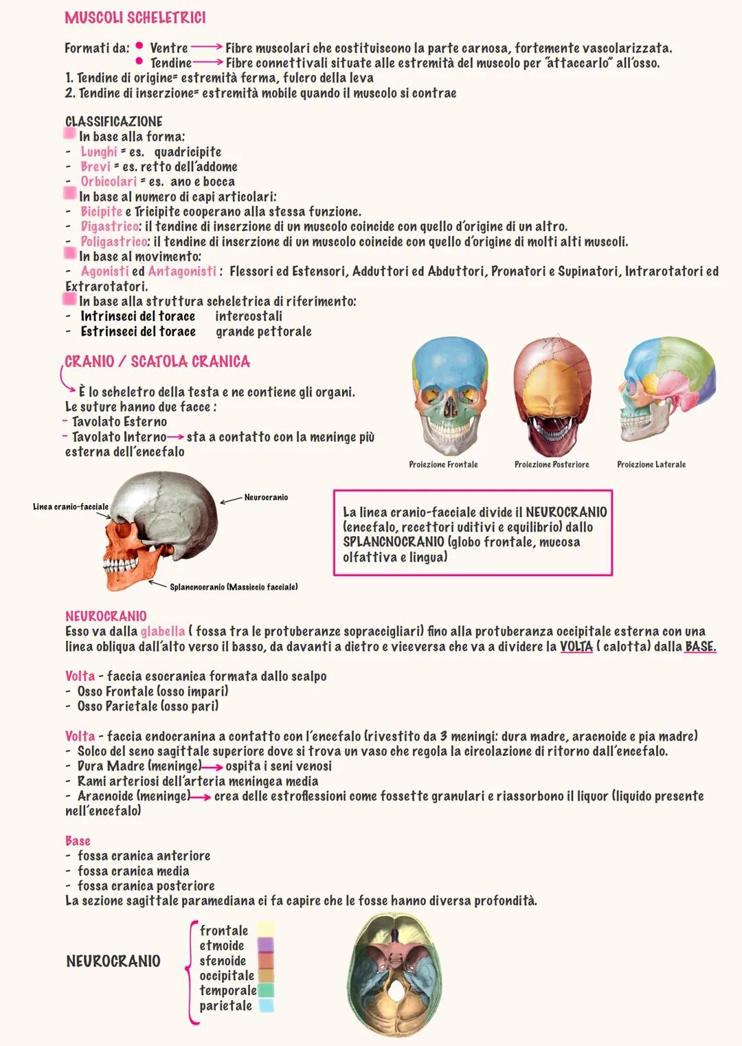 # ANATOMIA
Daria brothel - 2025 # ΑΝΑΤΟΜΙΑ → "dissezione"
Anatomia generale
دا
Studio del corpo umano in modo pratico, si disseziona da