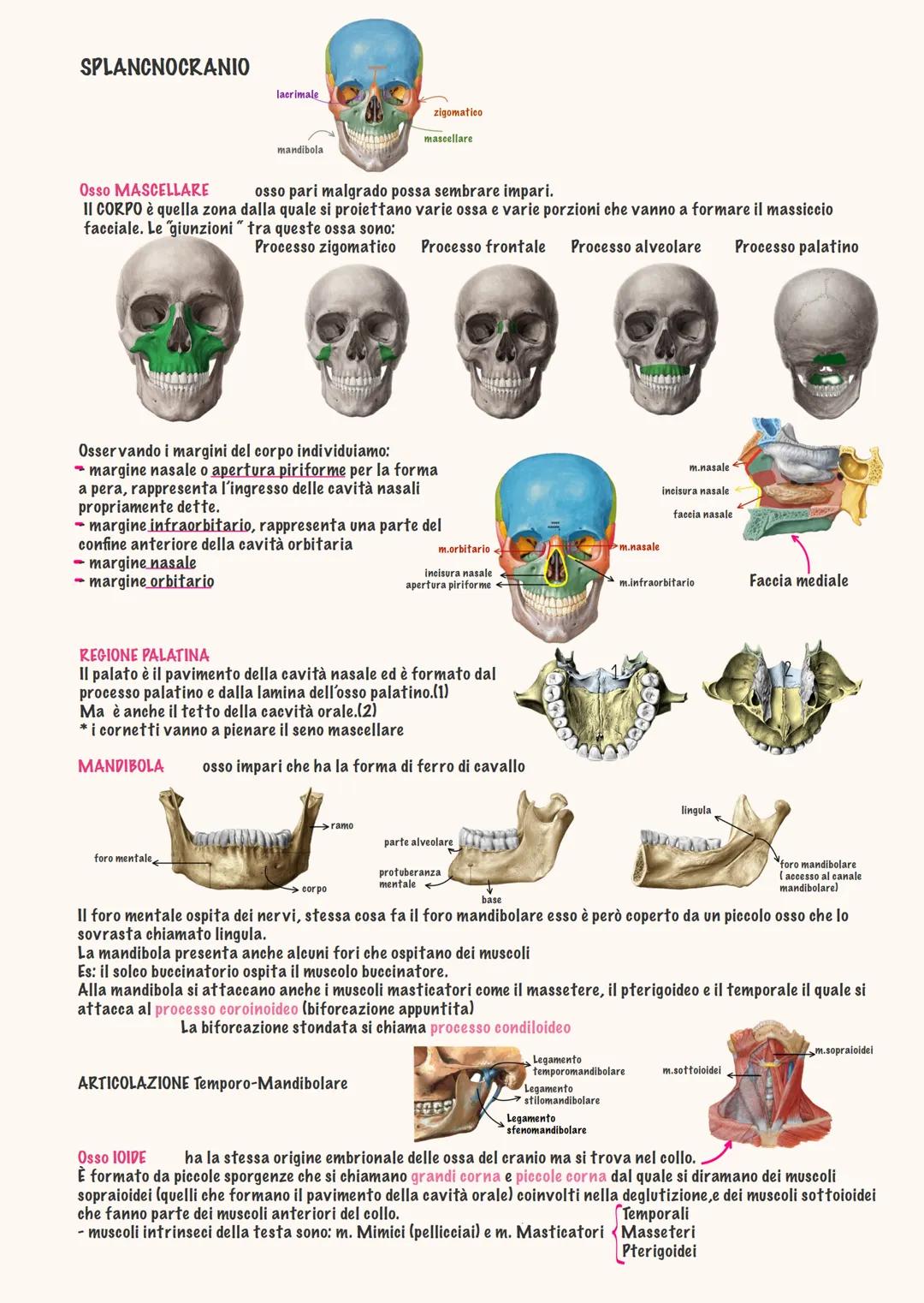 # ANATOMIA
Daria brothel - 2025 # ΑΝΑΤΟΜΙΑ → "dissezione"
Anatomia generale
دا
Studio del corpo umano in modo pratico, si disseziona da
