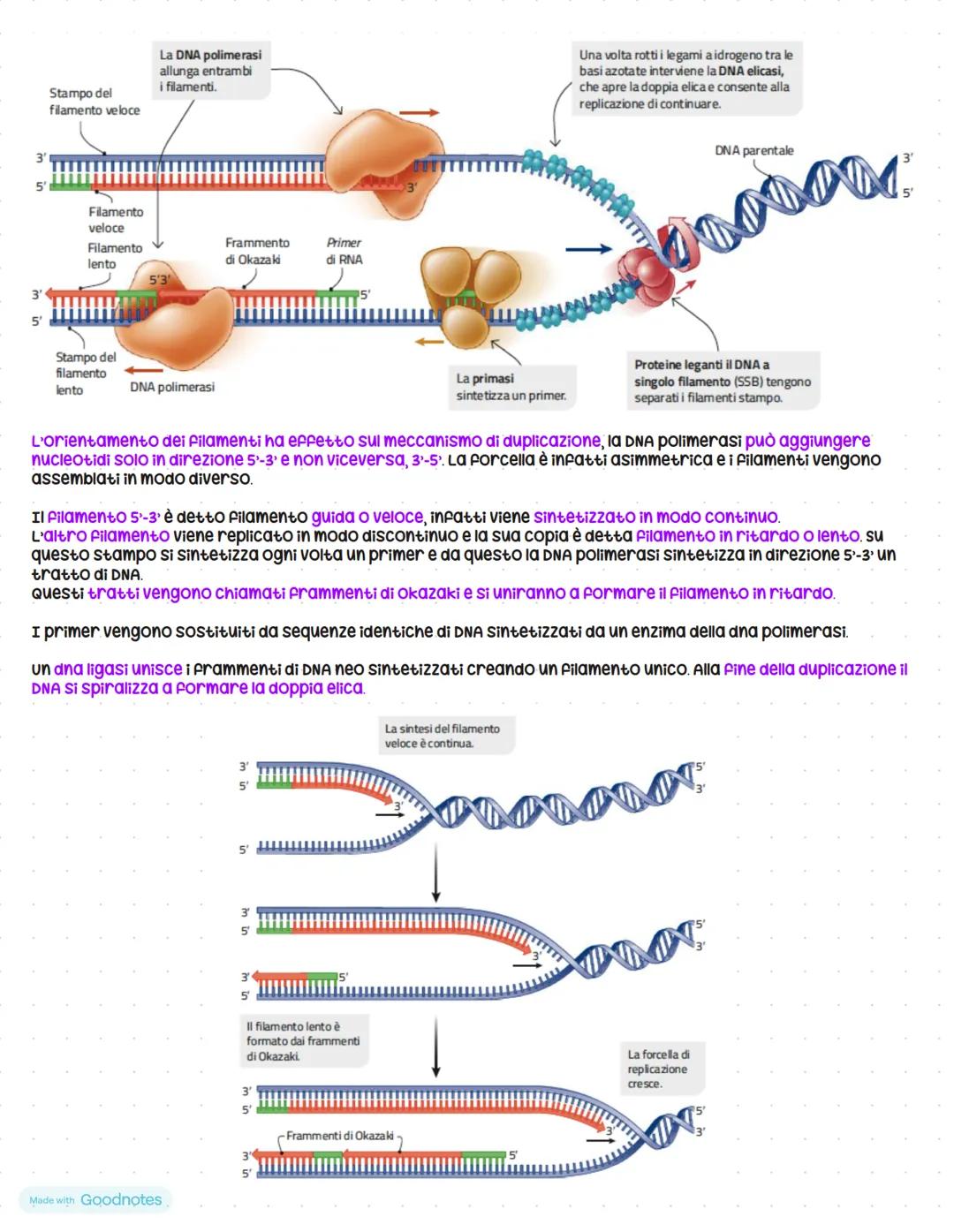 # Il linguaggio della vita
I geni sono fatti di dna
Le basi molecolari dell'eredità
scoperta vera e propria del materiale ereditario risale