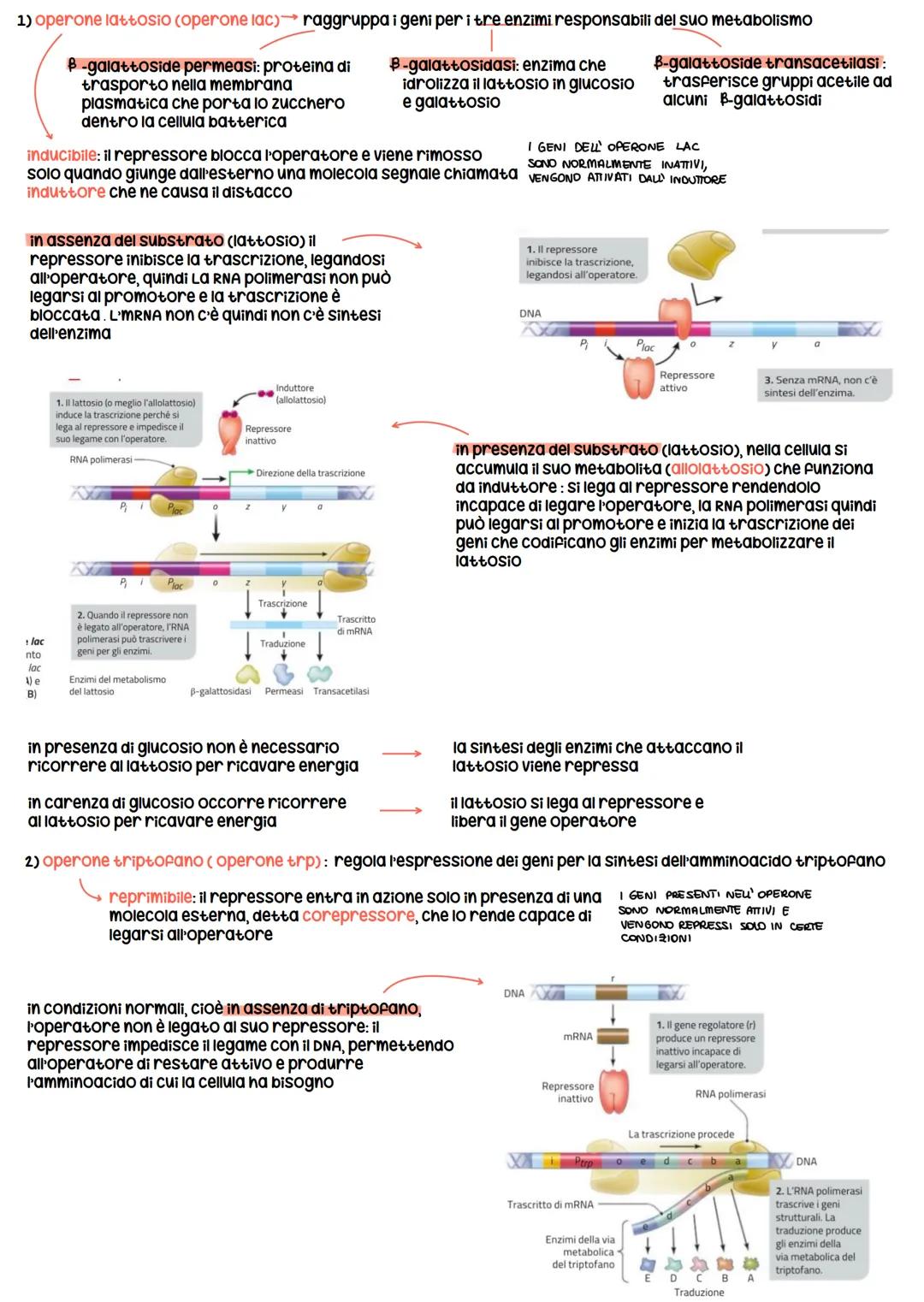 # Regolazione del espressione genica nei procarioti
* Esperimento di Beadle e Tatum ogni gene un enzima
* esistono geni codificanti per