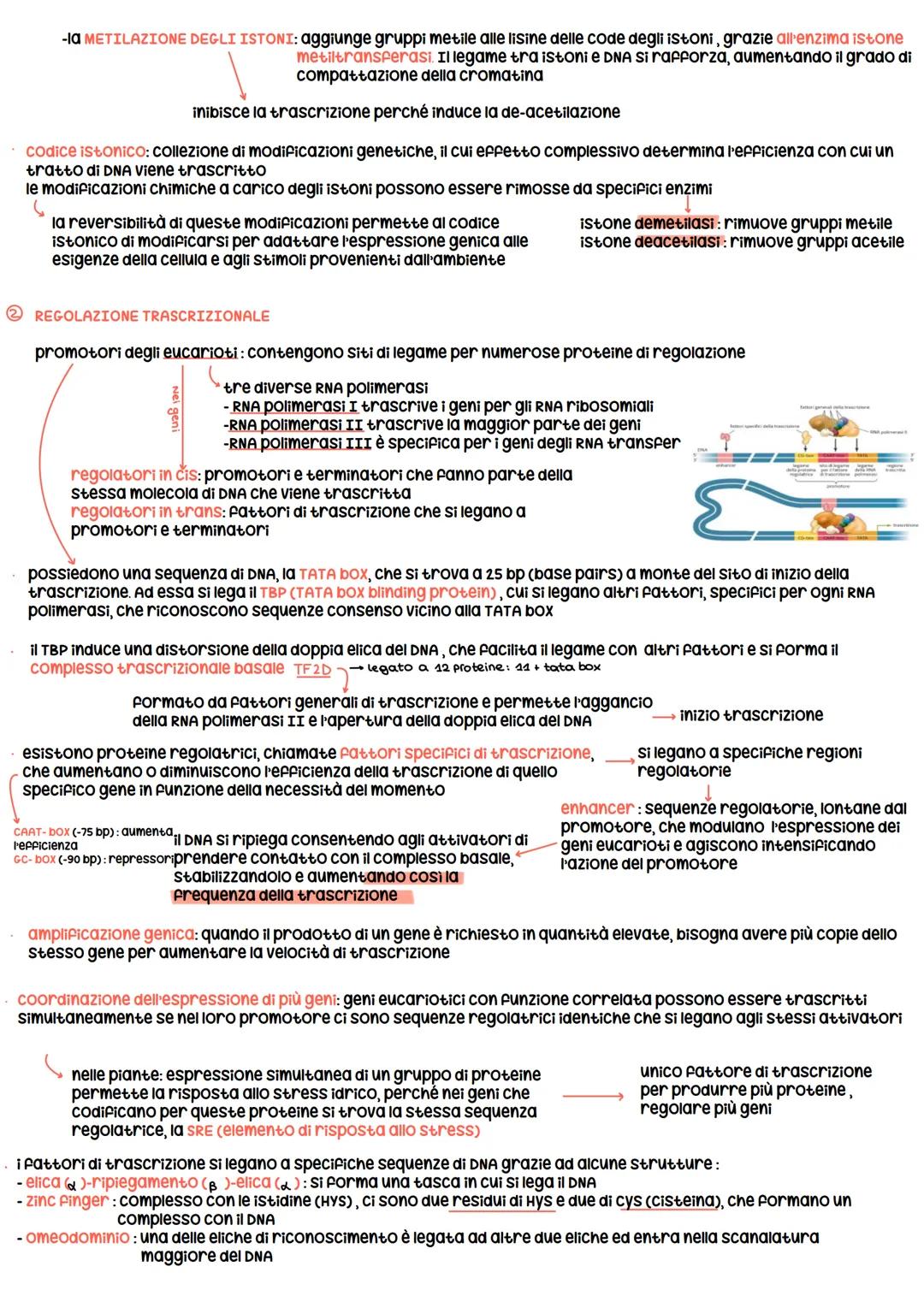 # Regolazione del espressione genica nei procarioti
* Esperimento di Beadle e Tatum ogni gene un enzima
* esistono geni codificanti per