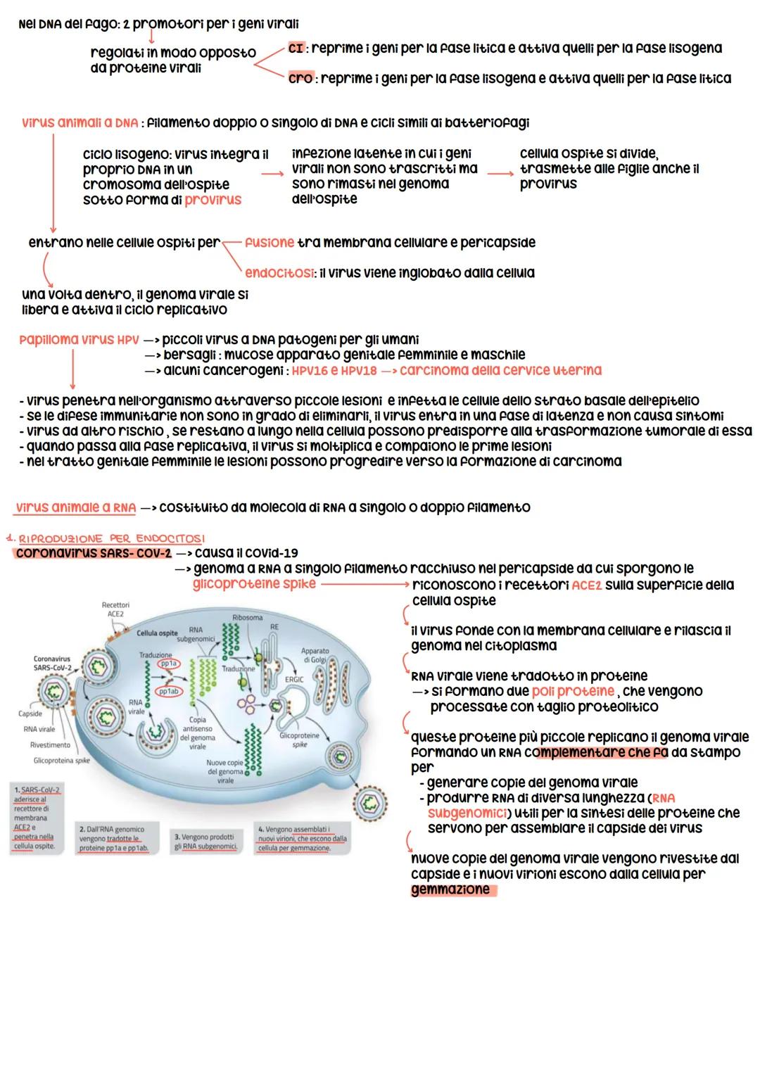 # Regolazione del espressione genica nei procarioti
* Esperimento di Beadle e Tatum ogni gene un enzima
* esistono geni codificanti per
