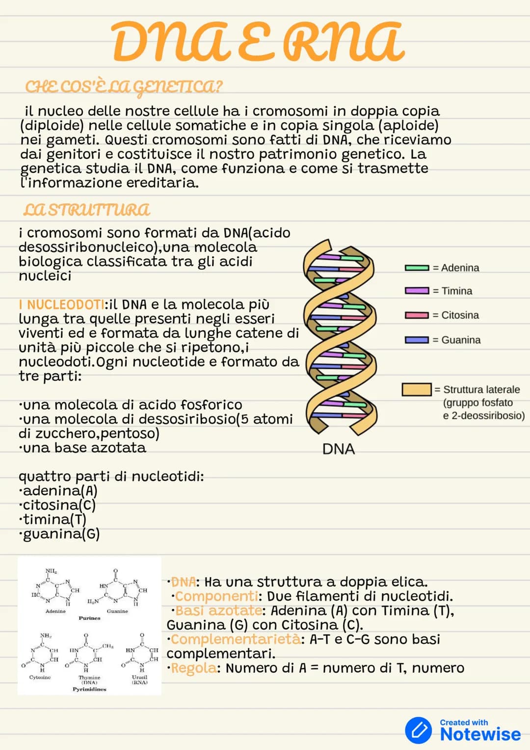 DNA E RNa
CHE COS'È LA GENETICA?
il nucleo delle nostre cellule ha i cromosomi in doppia copia
(diploide) nelle cellule somatiche e in copi