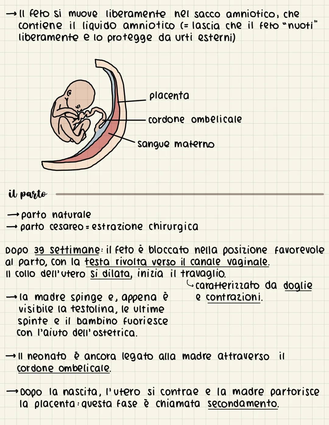 # la riproduzione
ovipari fanno le vova, si schiudono all'esterno
ovovivipari fanno le vova che si schiudono all'interno della madre
vivipar