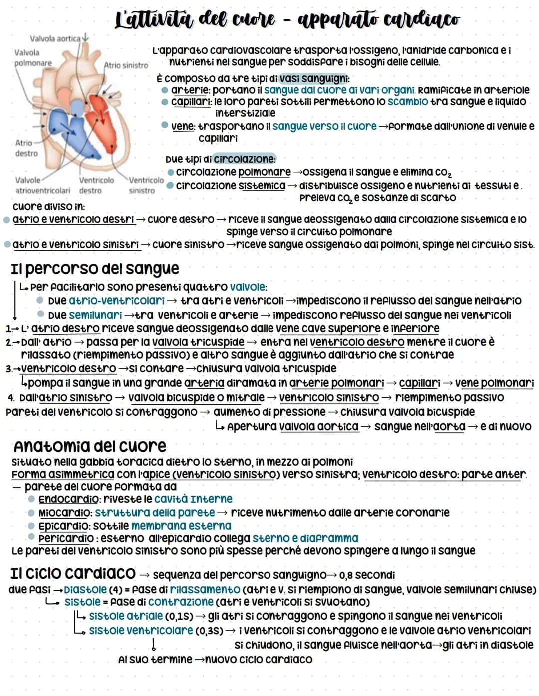 # L'attività del cuore - apparato cardiaco
Valvola aortica
Valvola polmonare
Atrio sinistro
L'apparato cardiovascolare trasporta l'ossigeno,