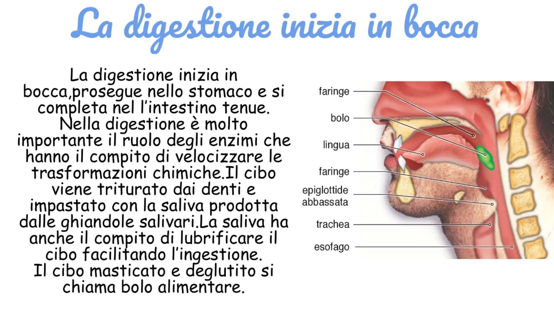 # La digestione inizia in bocca
La digestione inizia in
bocca, prosegue nello stomaco e si
completa nel l'intestino tenue.
Nella digestione