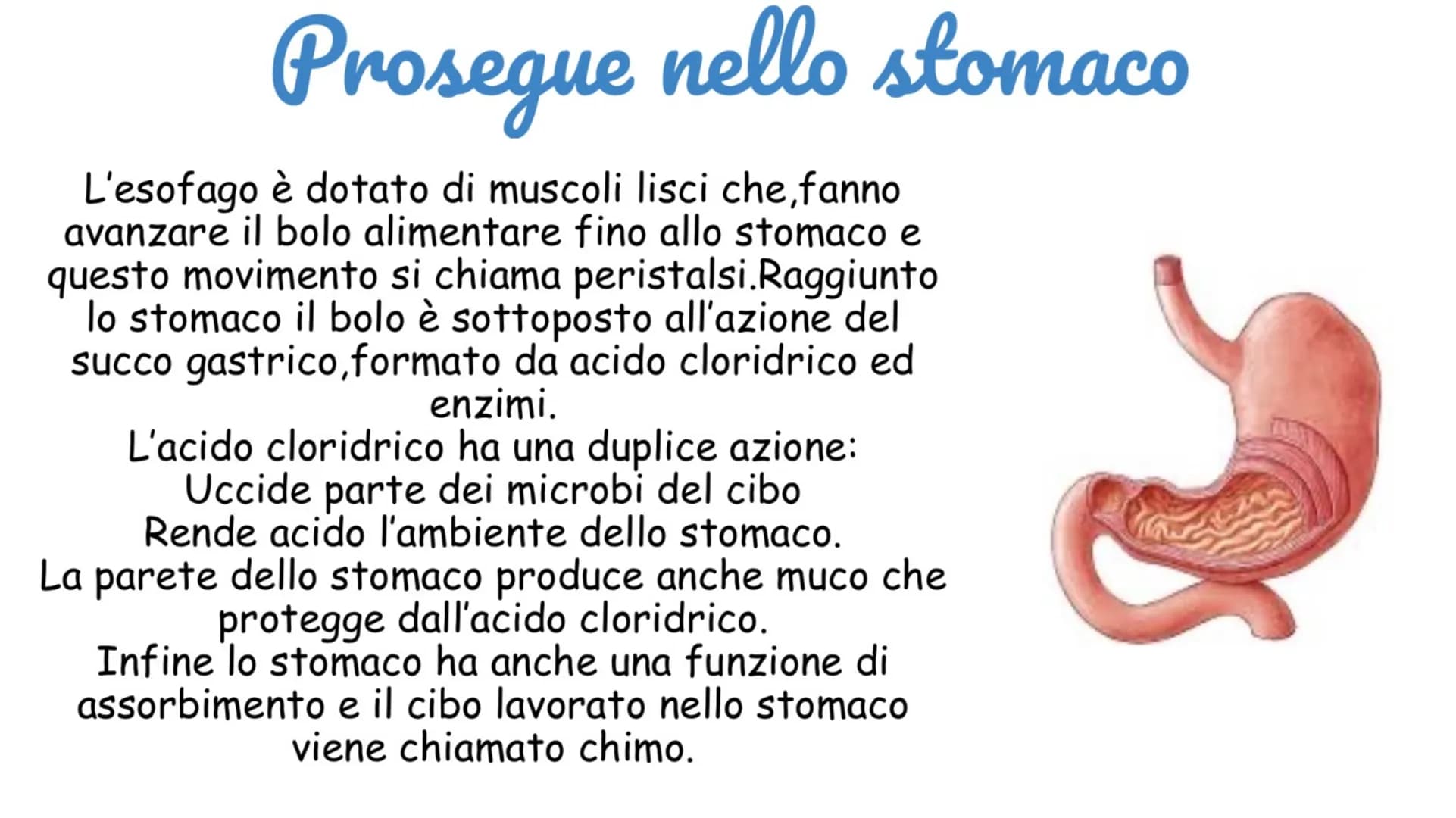 # La digestione inizia in bocca
La digestione inizia in
bocca, prosegue nello stomaco e si
completa nel l'intestino tenue.
Nella digestione