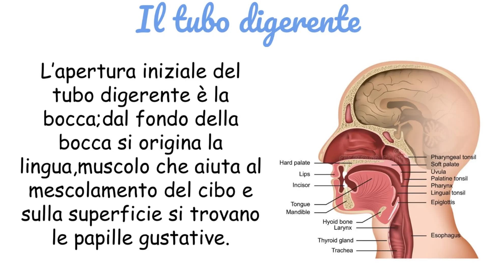 # La digestione inizia in bocca
La digestione inizia in
bocca, prosegue nello stomaco e si
completa nel l'intestino tenue.
Nella digestione
