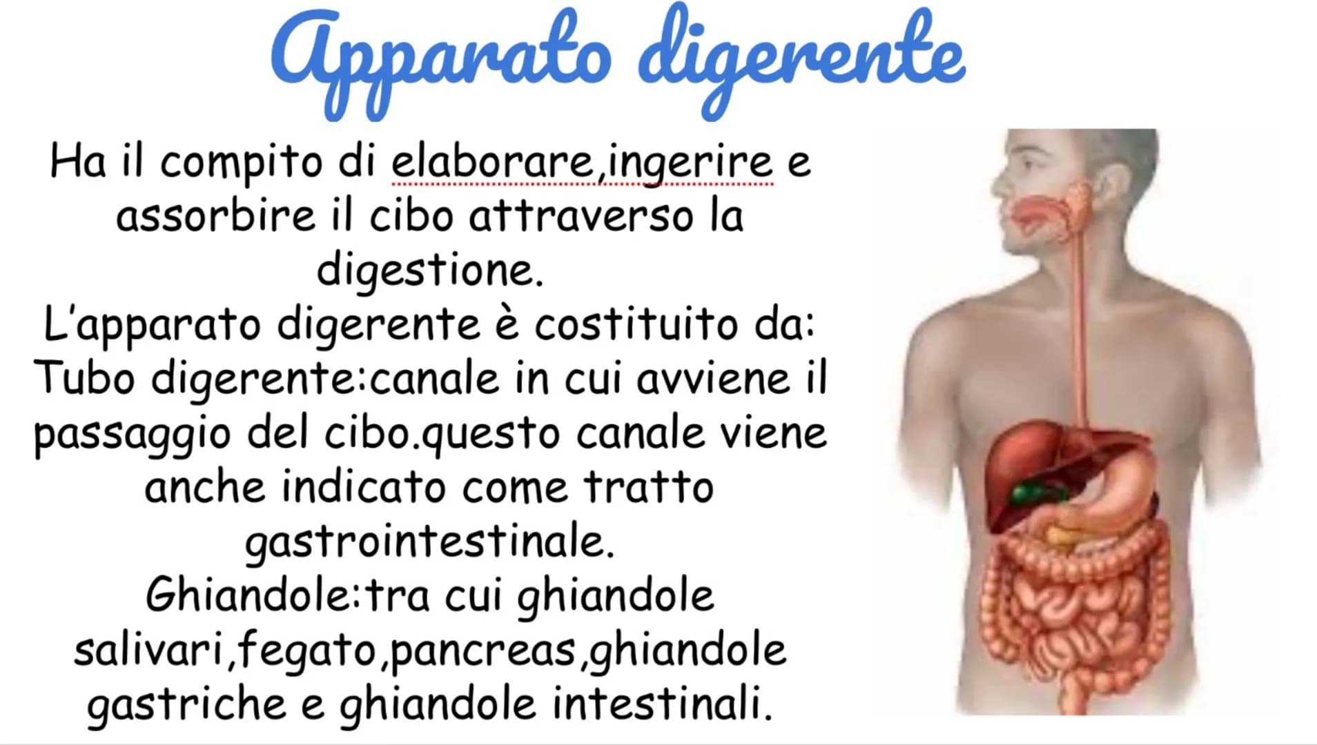 # La digestione inizia in bocca
La digestione inizia in
bocca, prosegue nello stomaco e si
completa nel l'intestino tenue.
Nella digestione