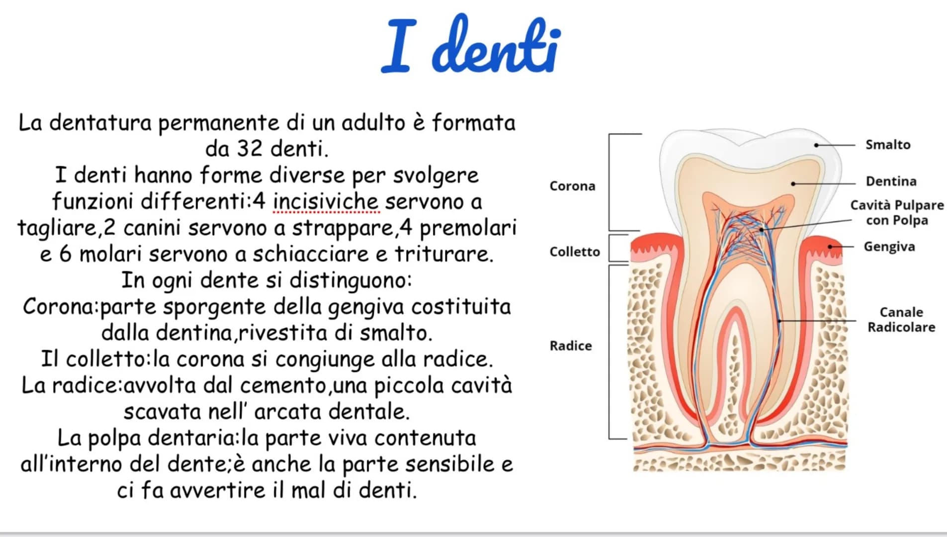 # La digestione inizia in bocca
La digestione inizia in
bocca, prosegue nello stomaco e si
completa nel l'intestino tenue.
Nella digestione