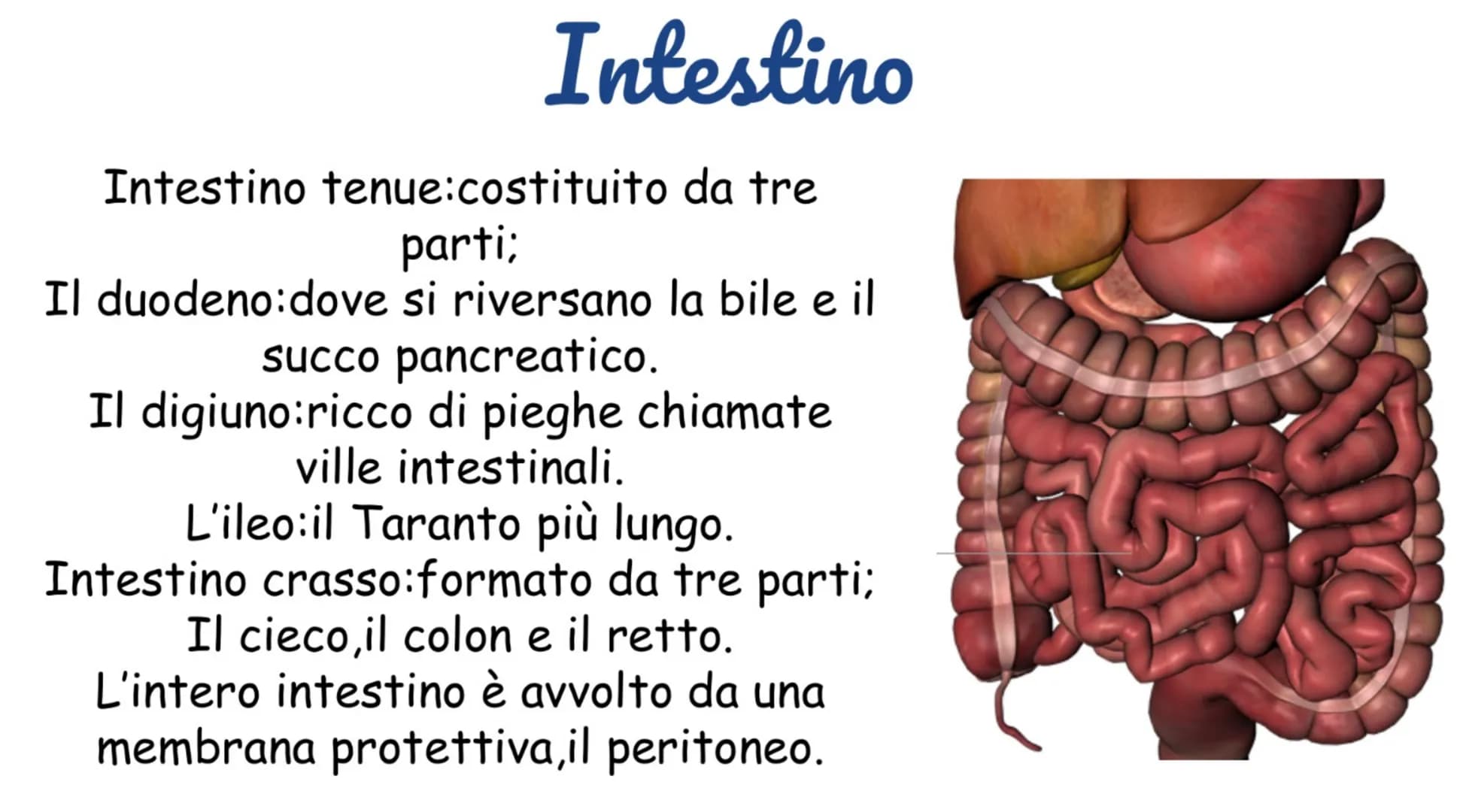 # La digestione inizia in bocca
La digestione inizia in
bocca, prosegue nello stomaco e si
completa nel l'intestino tenue.
Nella digestione