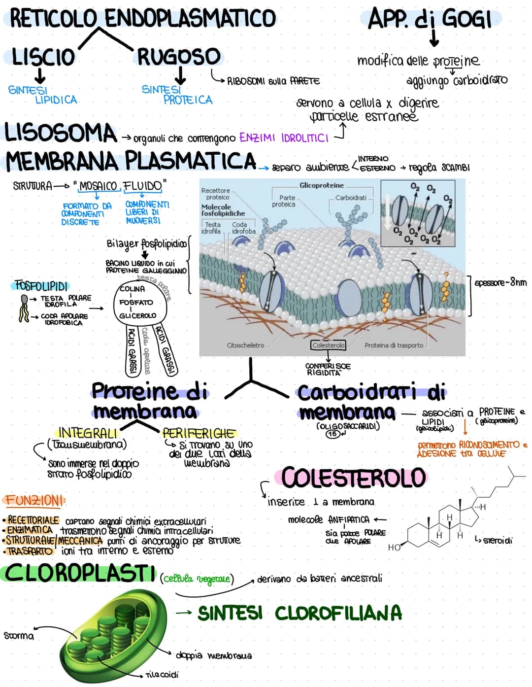 # RETICOLO ENDOPLASMATICO
## LISCIO
- SINTESI LIPIDICA
## RUGOSO
- SINTESI PROTEICA
- RIBOSOMI sulla PARETE
# APP. di GOGI
- modifica del