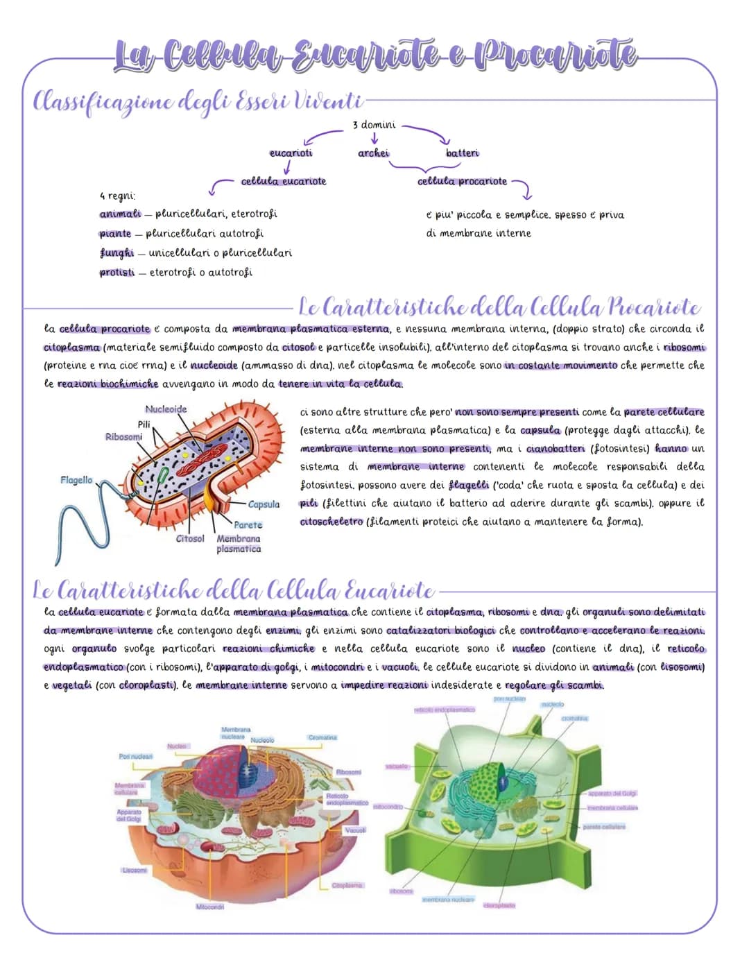 # La Cellula Eucariote
## Il Nucleo
nel nucleo si replica il dna, si svolge il controllo genetico dell'attivita cellulare e nel nucleolo ha