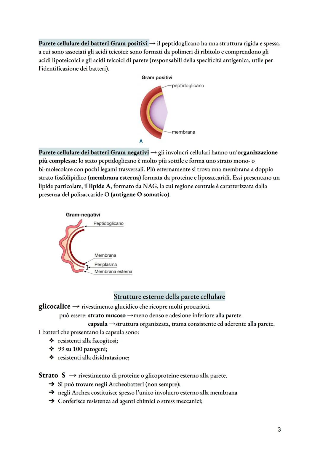 # Cellula procariotica e crescita microbica
dimensioni: diametro da 0,1 a 2 micrometri; lunghezza da 0,1 a 10 micrometri.
La cellula procar