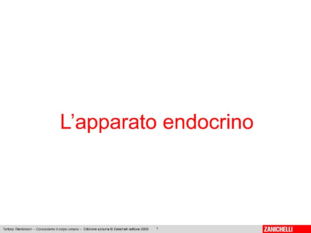 APPARATO ENDOCRINO