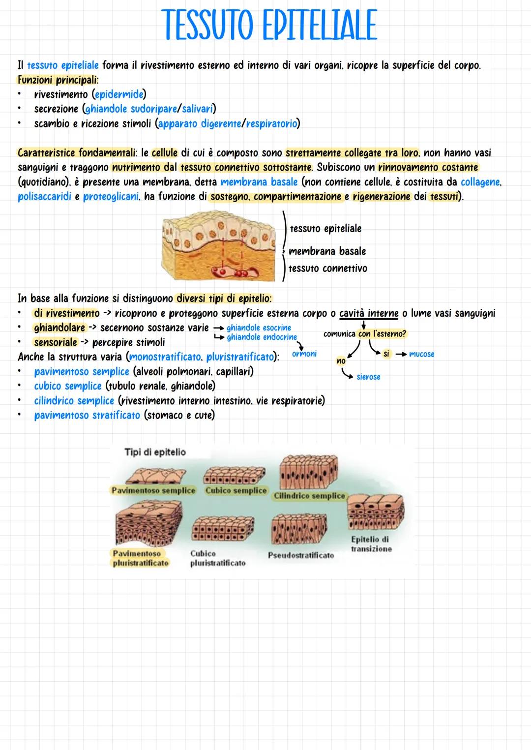 .
La maggior parte degli organi e dei tessuti si trova in una cavità interna a sua volta
divisa in due cavità: cavità toracica e cavità addo