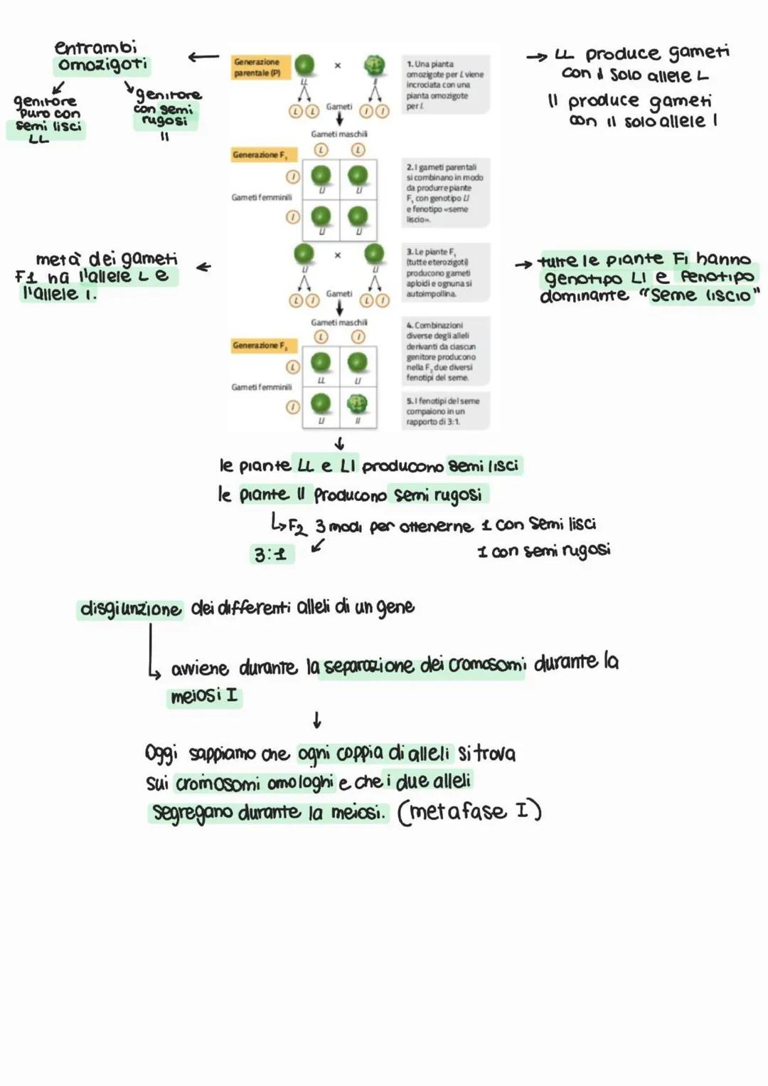 genetica
Mendel
Studio delle leggi e
dei meccanismi che
Permettono la trasmissione
dei caratteri da una
generazione all'altra e
nasce come s