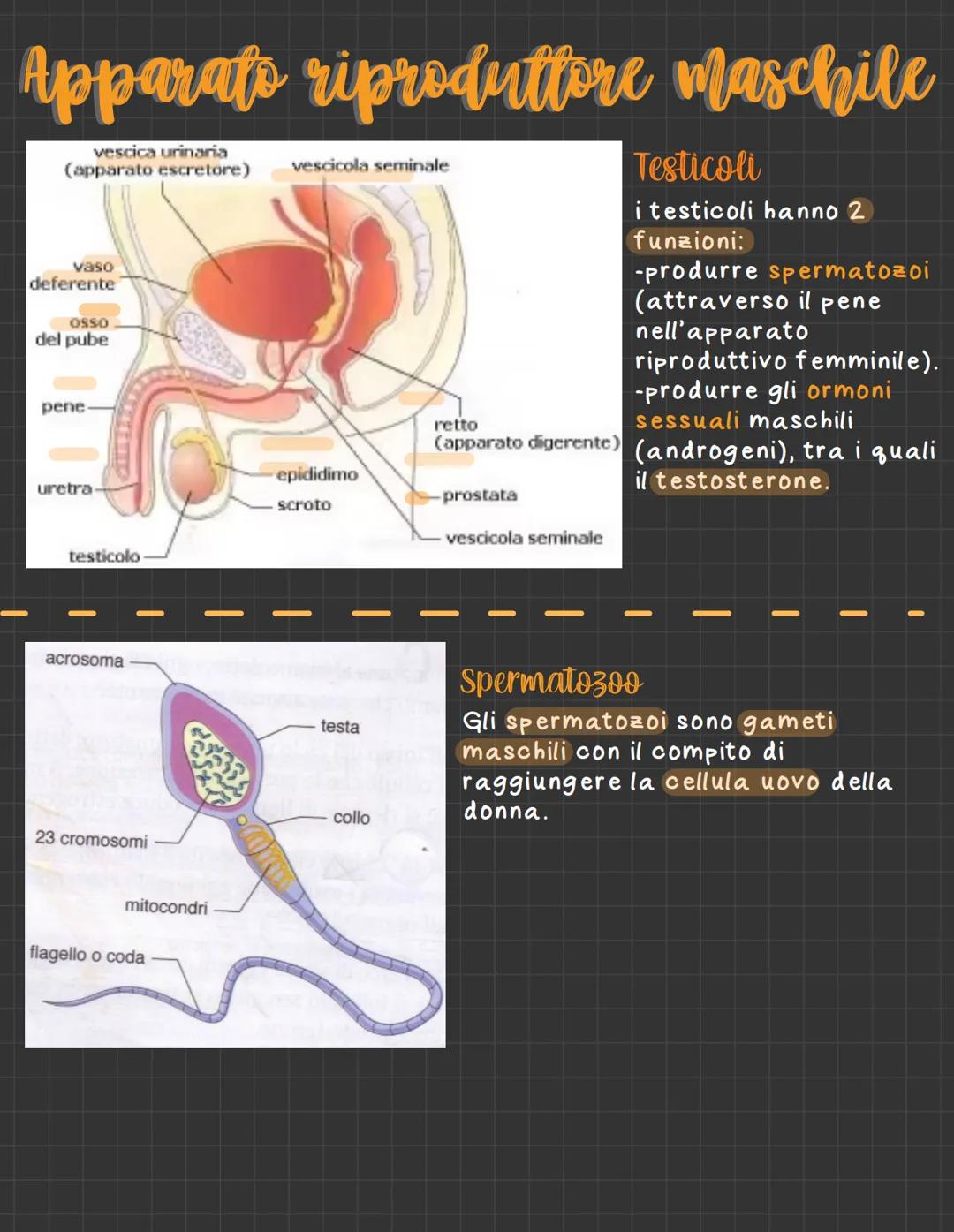 Apparato Riproduttivo Maschile e Femminile: Riassunto e Spiegazione Semplice