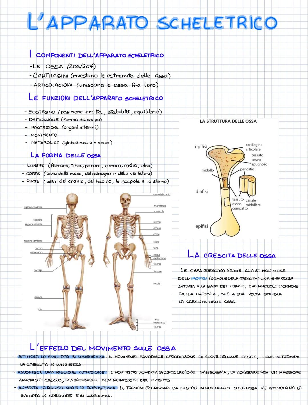 L'APPARATO SCHELETRICO
COMPONENTI DELL'APPARATO SCHELETRICO
- LE OSSA (206/207)
-CARTILAGINI (rivestono le estremita delle ossa)
- ARTICOLAZ