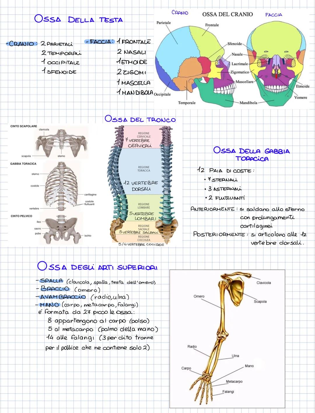 L'APPARATO SCHELETRICO
COMPONENTI DELL'APPARATO SCHELETRICO
- LE OSSA (206/207)
-CARTILAGINI (rivestono le estremita delle ossa)
- ARTICOLAZ
