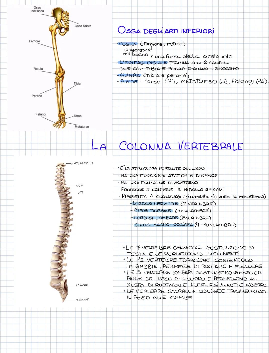 L'APPARATO SCHELETRICO
COMPONENTI DELL'APPARATO SCHELETRICO
- LE OSSA (206/207)
-CARTILAGINI (rivestono le estremita delle ossa)
- ARTICOLAZ