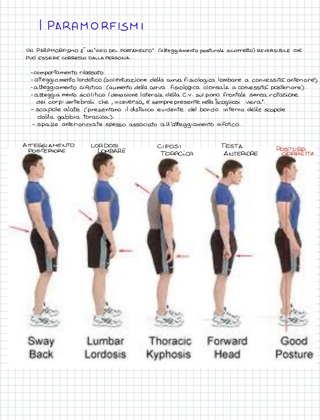 L'APPARATO SCHELETRICO
COMPONENTI DELL'APPARATO SCHELETRICO
- LE OSSA (206/207)
-CARTILAGINI (rivestono le estremita delle ossa)
- ARTICOLAZ