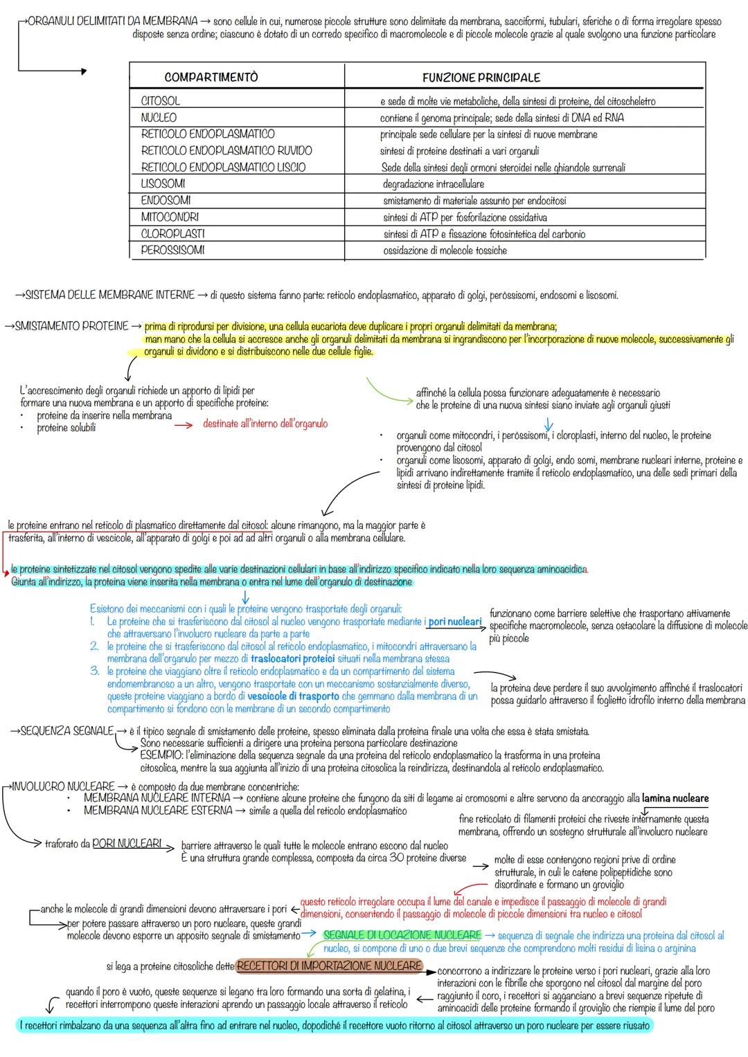 compartimenti intermembrana e trasporto proteine