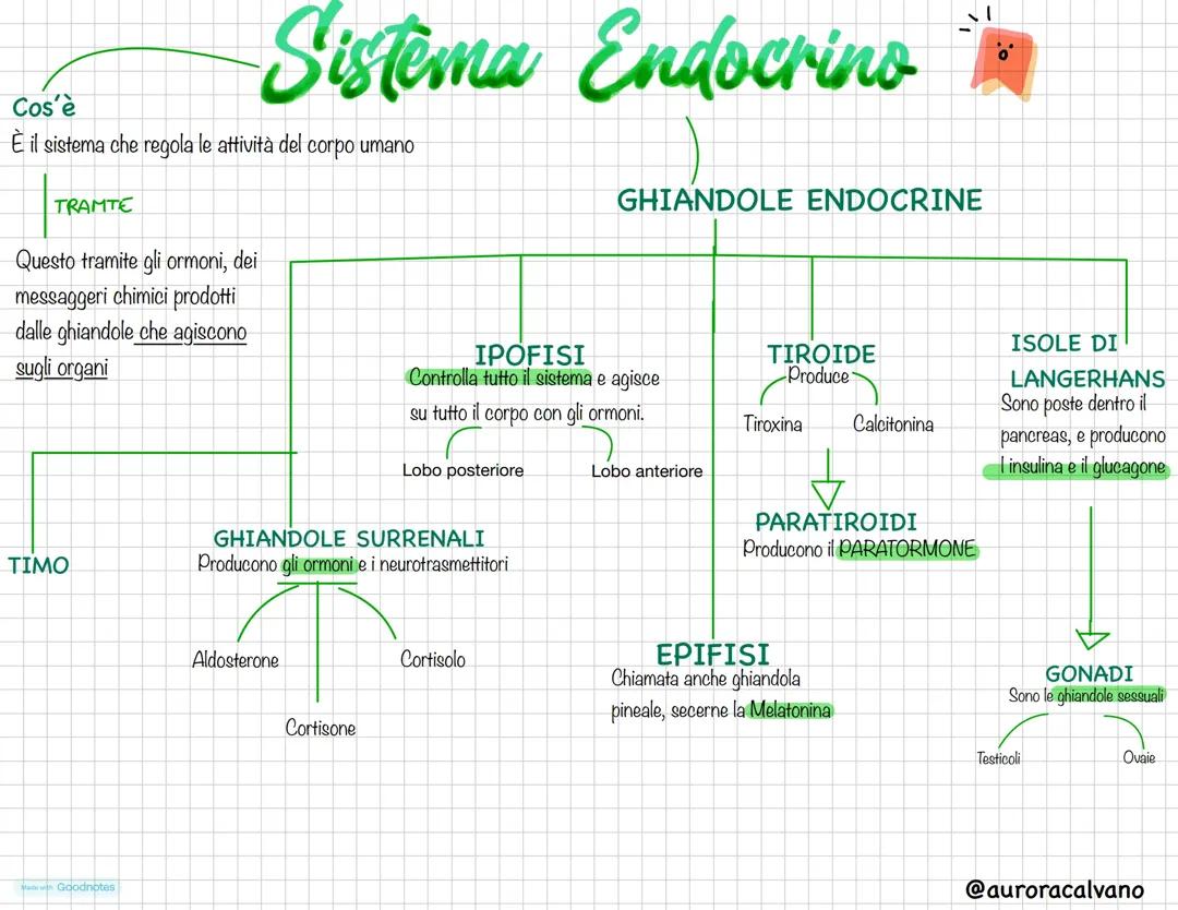 Sistema endocrino umano: funzioni e ghiandole