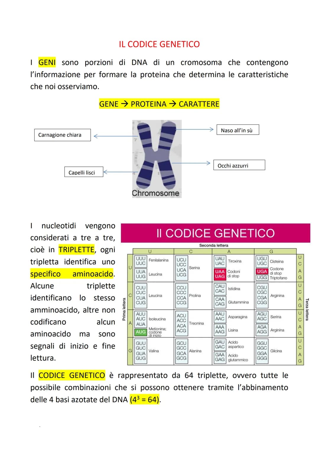 # IL CODICE GENETICO
I GENI sono porzioni di DNA di un cromosoma che contengono
l'informazione per formare la proteina che determina le car