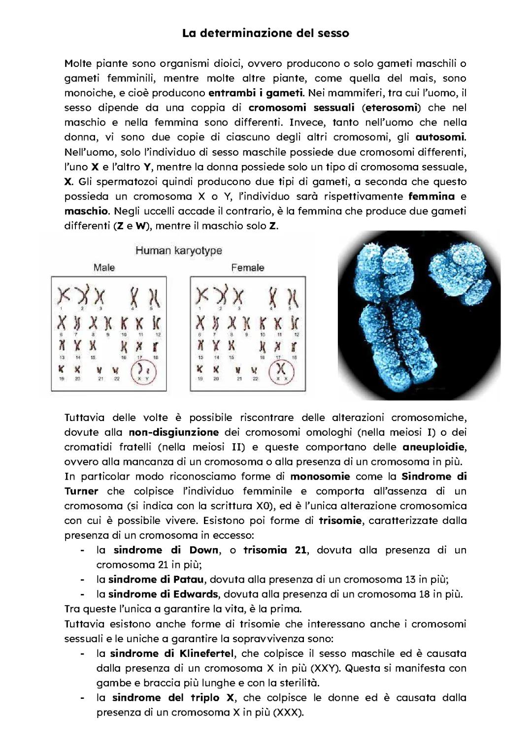 La determinazione del sesso