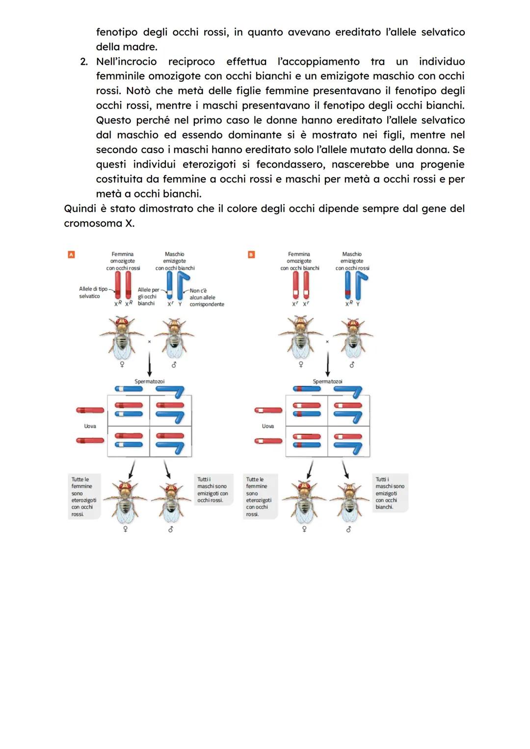 1
Molte piante sono organismi dioici, ovvero producono o solo gameti maschili o
gameti femminili, mentre molte altre piante, come quella del