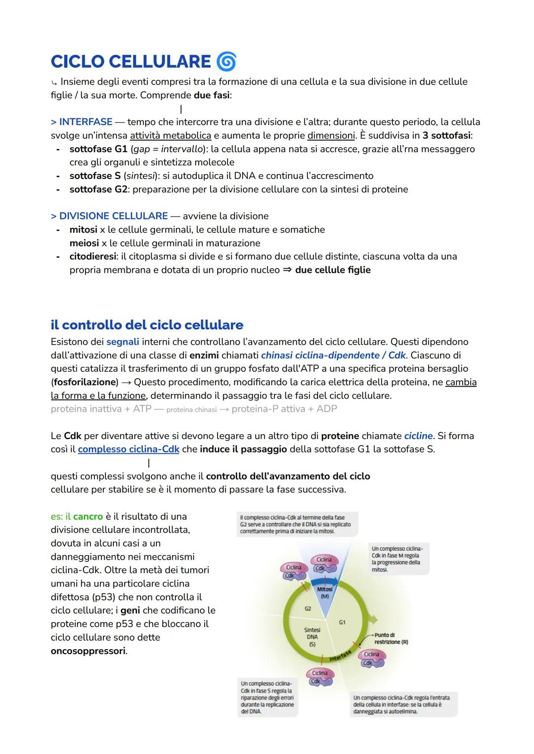 CICLO CELLULARE
Insieme degli eventi compresi tra la formazione di una cellula e la sua divisione in due cellule
figlie / la sua morte. Comp